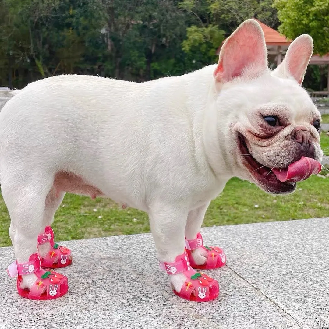 Frenchie Paws Protection Sandals