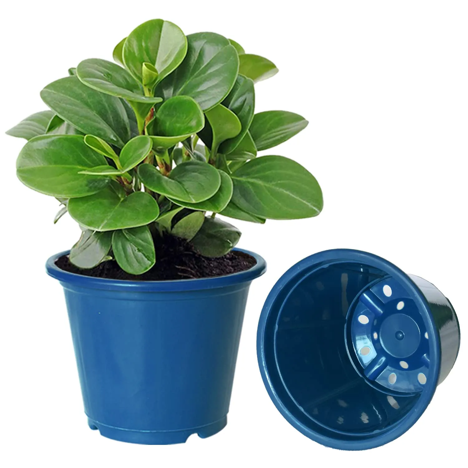 Kuber Industries Durable Plastic Flower Pot|Gamla with Drain Holes for Indoor Home Decor & Outdoor Balcony,Garden,6"x5",Pack of 8,(Blue)