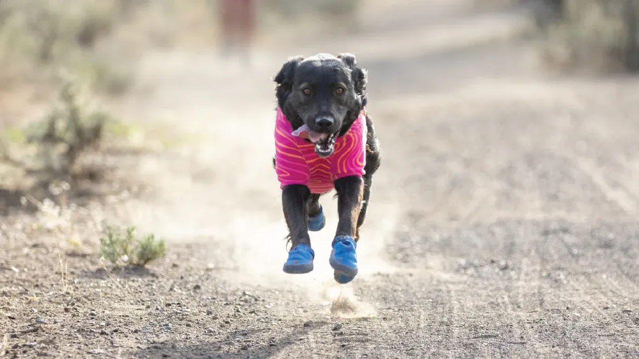 Ruffwear Dog Boots: Hi & Light Trail shoes PAIR